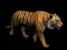 Wild Tiger Animation – A36 3D Model