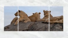 Triptych Wall Art Resting Lionesses 3D Model