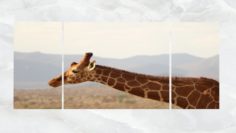 Triptych Wall Art Giraffe Close Up 3D Model