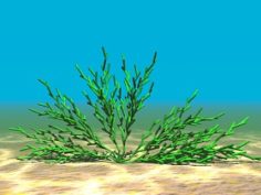 Aquatic Plant 12 Free 3D Model