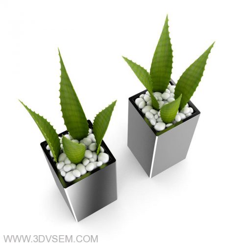 Aloe flower Houseplant 3D Model