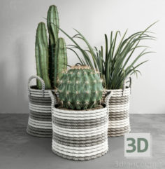 3D-Model 
Cacti