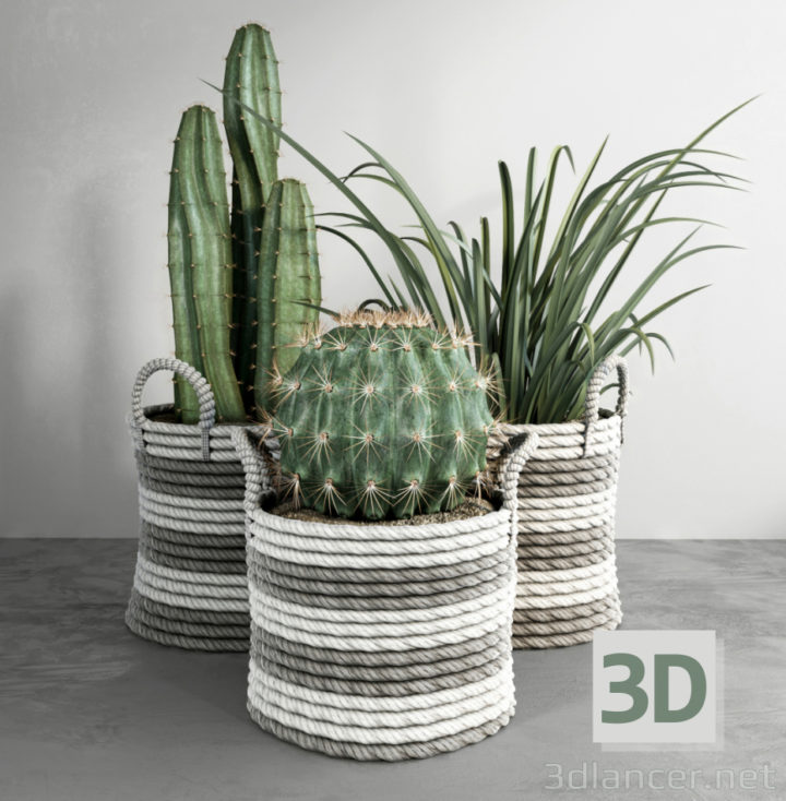 3D-Model 
Cacti