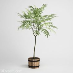 Palm Tree Houseplant 3D Model