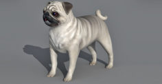 Pug Dog 3d model