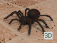 3D-Model 
Spider
