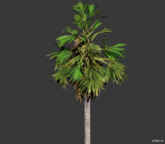 Palmyra Tree 3D Model