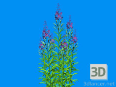 3D-Model 
blooming Sally