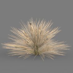 Carex Bronzina Low Poly 3D Model