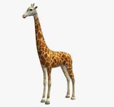 Giraffe 3D Model