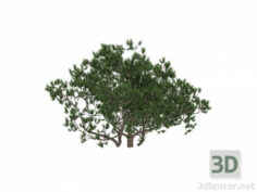 3D-Model 
Pine