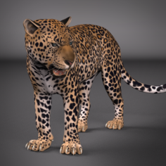 Leopard Maya Rig 3D Model