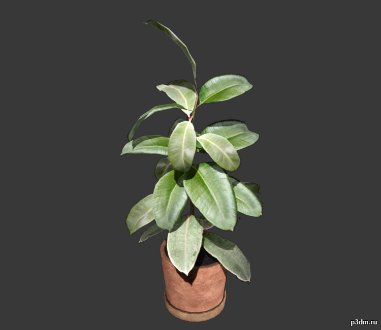 Plant 3D Model