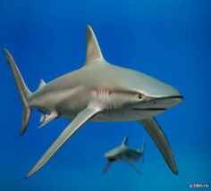 Shark – Man of Medan 3D Model