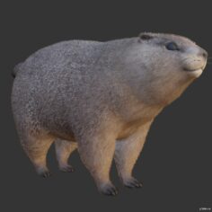 Marmot 3D Model