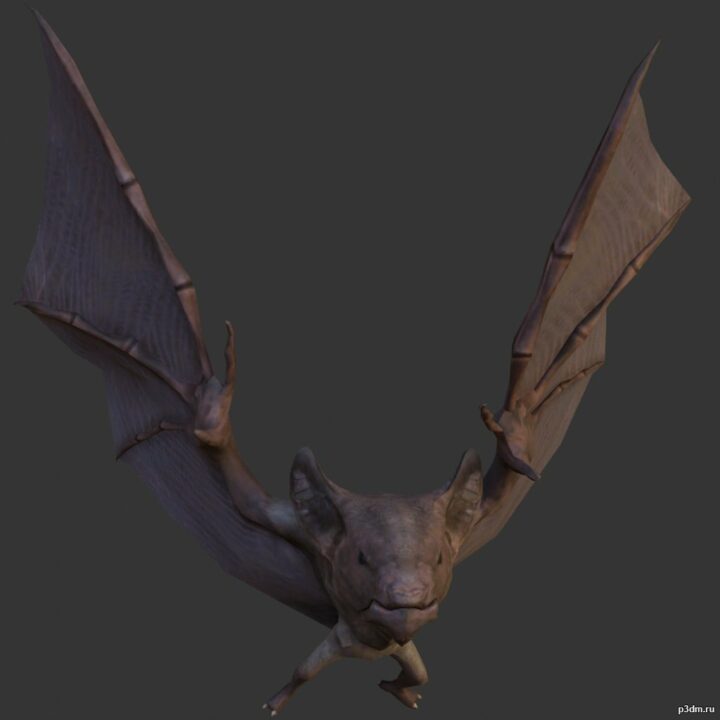 Bat 3D Model - 3DHunt.co