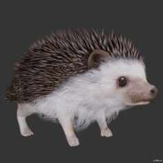 Hedgehogs 3D Model