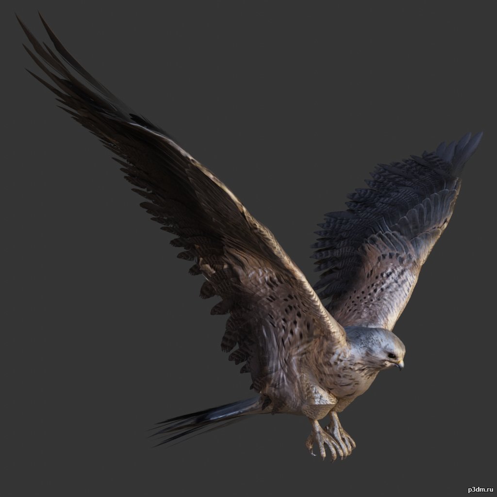 Kestrel 3D Model
