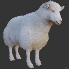 Lamb 3D Model