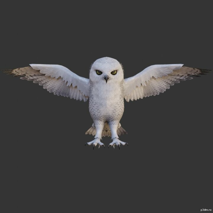 Owls pack 3D Model