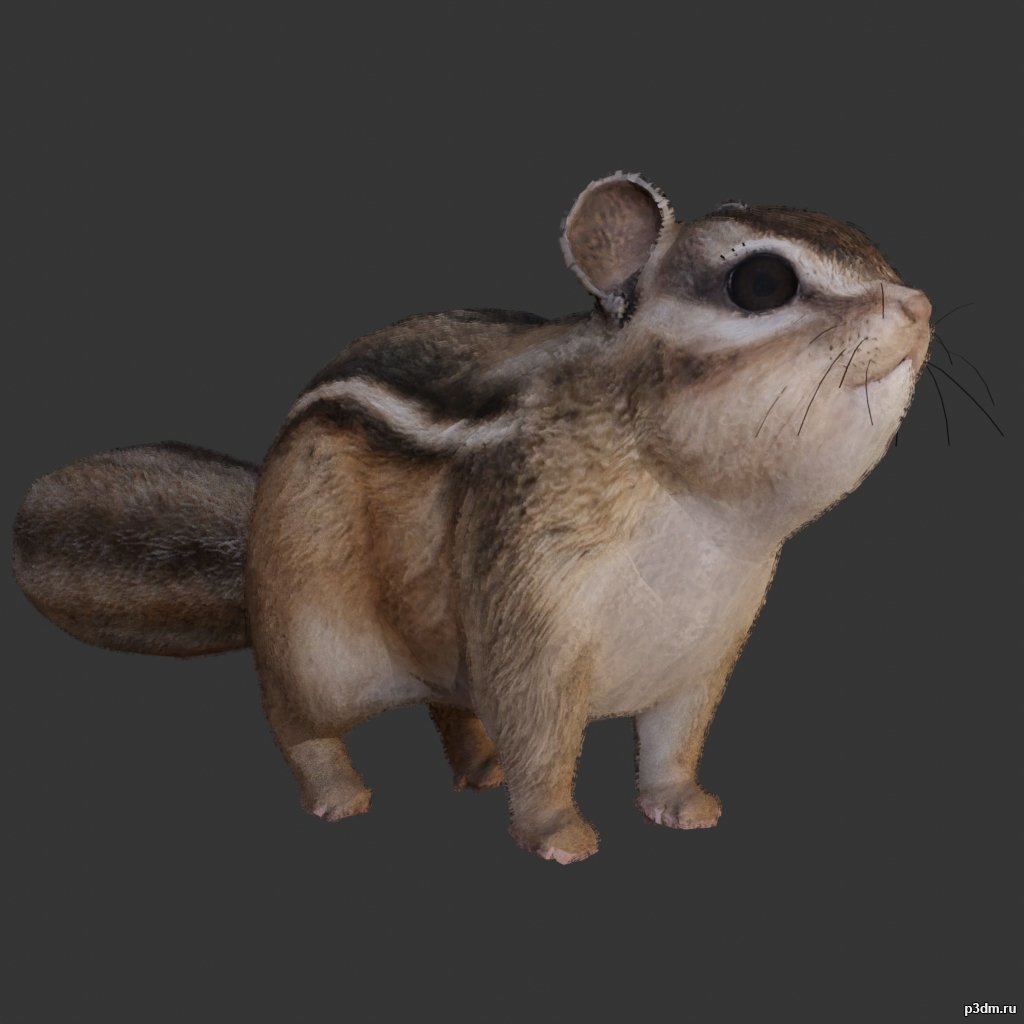 Squirrel 3D Model
