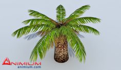 Palm tree 3d model