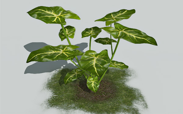 Arrowhead plant 3d model